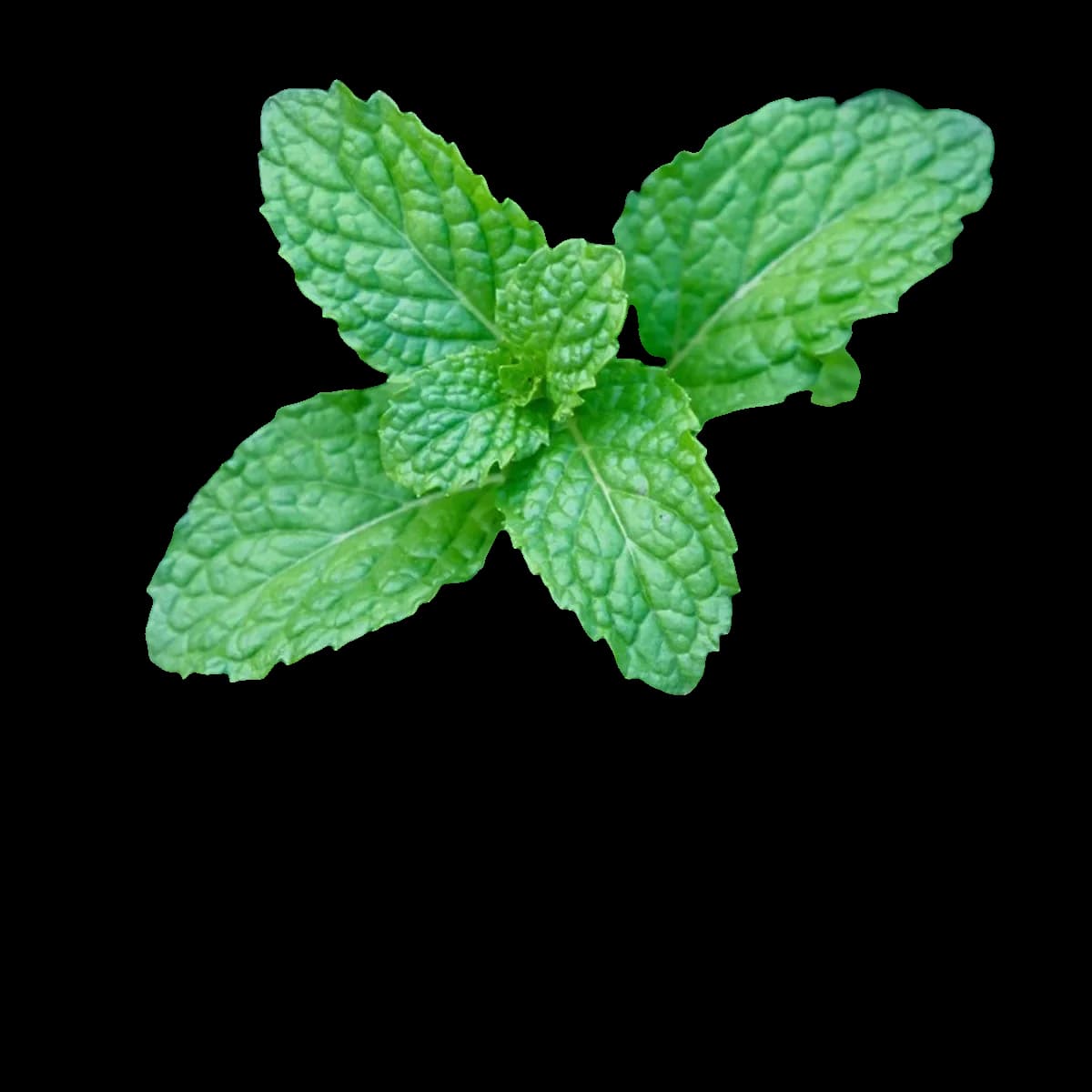 Sauna Essential Oils — Peppermint, Orange, Eucalyptus & Cedar — accessory — view 5